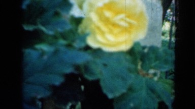 1958: variety of flowers in garden which makes beautiful MINNESOTA