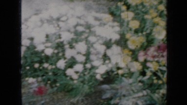 1958: excellent view of flowers MINNESOTA