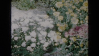 1958: beautiful view of flowers MINNESOTA