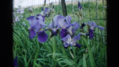 1958: beautiful blue irises in lush garden MINNESOTA