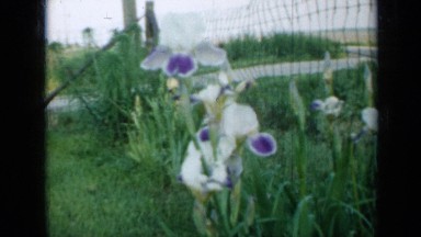 1958: vivid colored flowers born on plants in grassy ground MINNESOTA