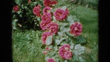 1958: red roses are blossoms beautifully in plant MINNESOTA
