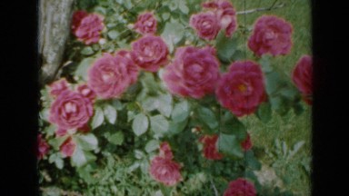 1958: beautiful red roses dancing in wind MINNESOTA