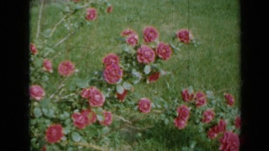 1958: dancing flowers on bush in grassy ground MINNESOTA