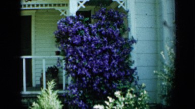 1958: excellent view of flowers MINNESOTA