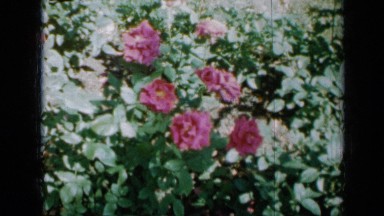 1958: colorful flowers in slight breeze MINNESOTA