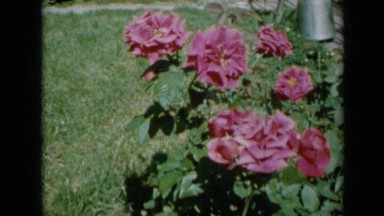 1958: beautiful view of roses MINNESOTA