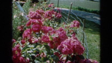 1958: beautiful red rosebush in garden MINNESOTA