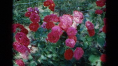 1958: excellent view of flowers MINNESOTA