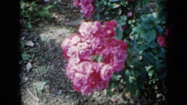1958: lots of beautiful pink roses and wind is blowing MINNESOTA