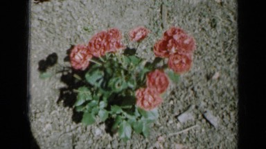 1958: rose bushes blooming in garden planted in yard of private residence
