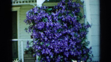 1958: beautiful view of blossoms MINNESOTA