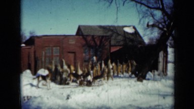 1958: dog's playing outside in snow MINNESOTA