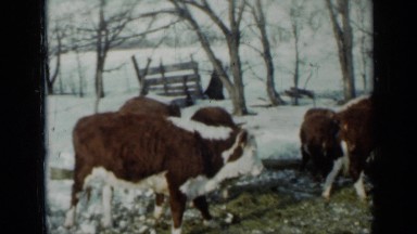 1958: cows gathered and eating MINNESOTA