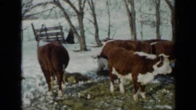 1958: there are many cows are herding in place with family MINNESOTA
