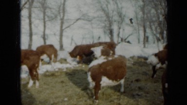 1958: herd of cattle grazing during winter, followed by someone's front yard