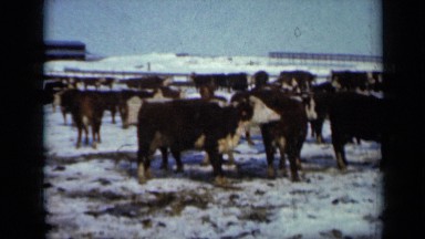 1958: 1958 minnesota,usa lots of cow fetching at farm house MINNESOTA