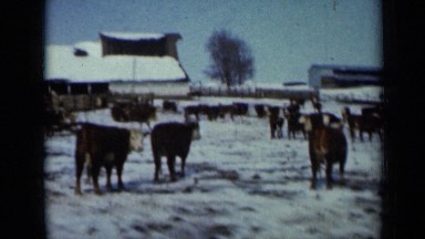 1958: Herd of Cattle Walking on Snow-Covered Ground Near Stable in Minnesota