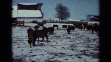1958: cows walking in snow. MINNESOTA