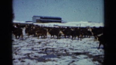 1958: pasture housing cattle, covered in snow and be looked after by farmer