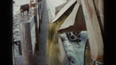 1958: food for cow are split out at place of cow from vehicle. MINNESOTA