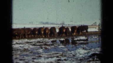 1958: group of animals are breeding, no one there to control them MINNESOTA