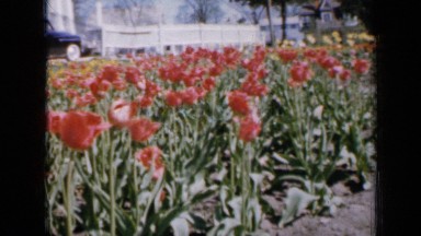 1959: beautiful view of flowers IOWA