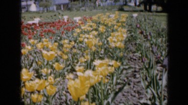 1959: colorful flower garden IOWA