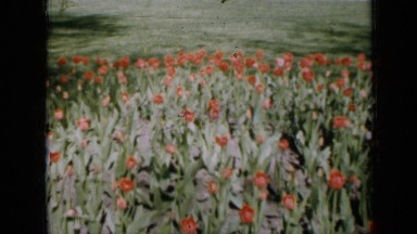 1959: beautiful flowers in garden, little girl in dress, and and iowa patrolman