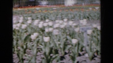 1959: walking through tulips garden in wooden shoes IOWA