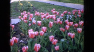 1959: excellent view of flowers IOWA
