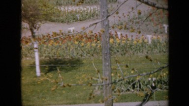 1959: park with trees and flowers of different colors with paths around them