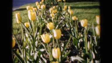 1959: Bunch of Yellow Flowers Growing in Garden Beside Street Iowa