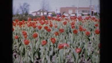 1959: field of roses set in middle of small town IOWA