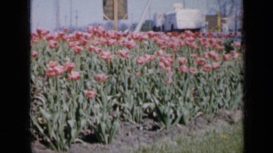 1959: lovely flowers by side of road, waving in sun as cars go driving by IOWA
