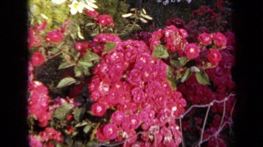 1959: red blossom IOWA