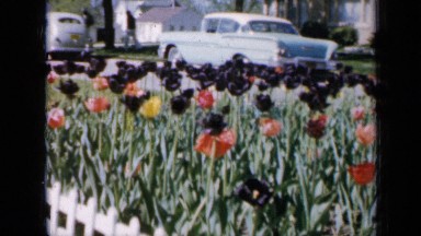 1959: young girl outside on lawn amid colorful flower garden with blooms IOWA