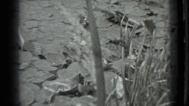 1983: lady standing near lake with full of grass and lotus leaves,fishing RUSSIA