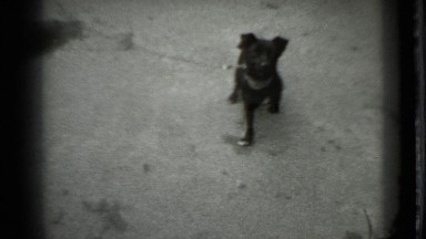 1983: black dog with short hair has leash attached to collar while outside