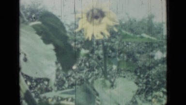 1967: Close-Up of Three Sunflowers in Field of Sunflowers, Russia