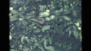 1967: Tree Having Lots of Fruit on It Looking Very Beautiful Russia