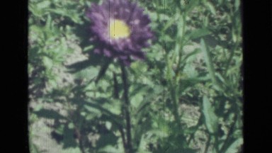 1967: excellent view of flowers RUSSIA