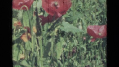 1967: beautiful scene of beautiful flower surrounded by bright green grass.