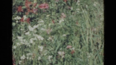 1967: butterfly flies over plants bearing flowers of vivid colors RUSSIA