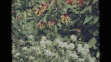 1967: red, pink, purple, yellow, and white flowers in green garden RUSSIA