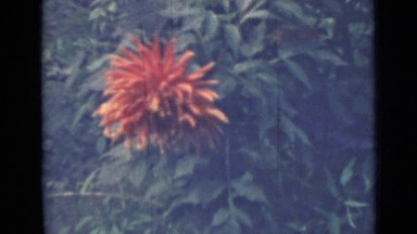 1967: recording of many red flowers RUSSIA