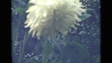 1967: red and white flowers with pointed and slim petals grow in garden bed