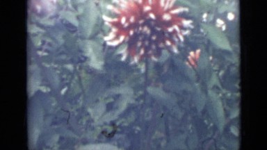 1967: large flowers of red and white colors borne on plants with large leaves