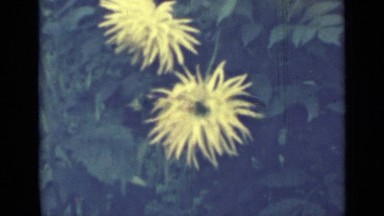 1967: yellow blossoms RUSSIA