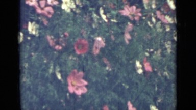 1967: Beautiful and Vivid Flowers Blooming on Plants on a Sunny Day in Russia
